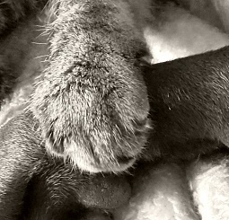Hund und Katz`