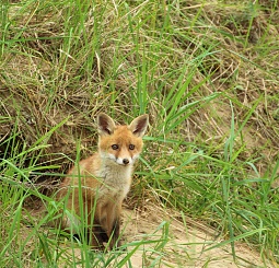 Besuch in meinem Garten