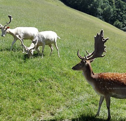 Tierischer Spass in Aurach!