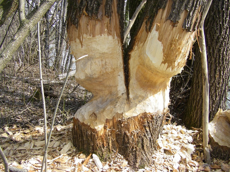 Biber als Holzfäller