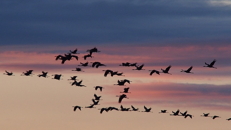 cranes-1622538
