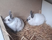 hasi