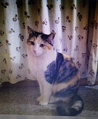 Katze heute