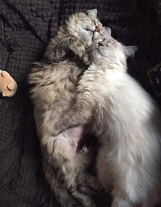 Katzenfam