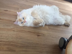 Katzenfam1