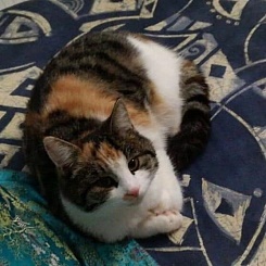 Nala