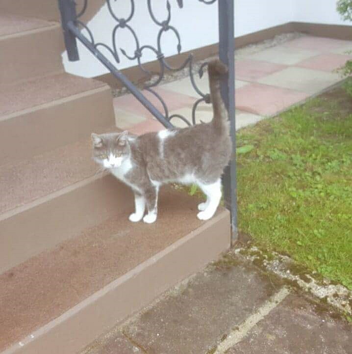 Trixi1